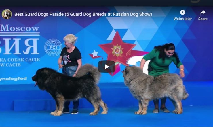 Russian guard dogs parade video