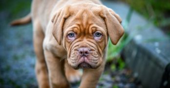 Dogue de Bordeaux puppy eyes