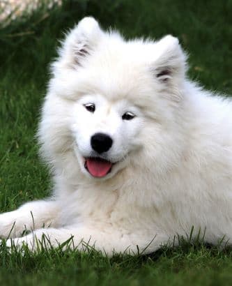Samoyed puppy smiling