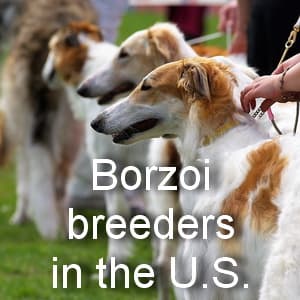 Borzoi US breeders banner