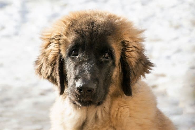 How Much Do Leonberger Puppies Generally Cost? (US ...