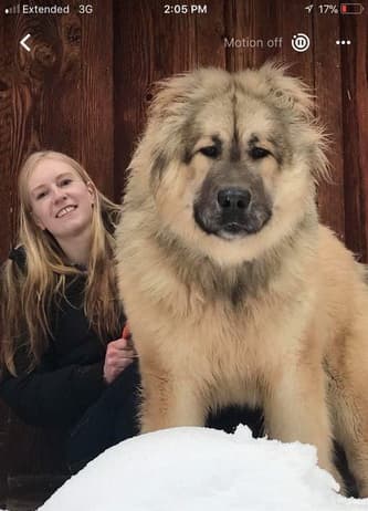 Caucasian Shepherd with a girl owner Oregon