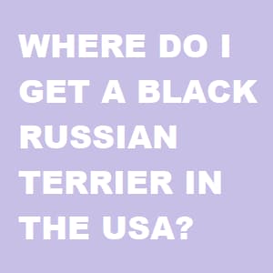 Black Russian Terrier breeders banner
