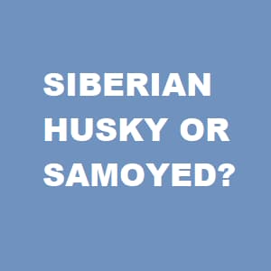 Husky or Samoyed banner