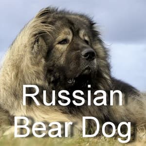 Russian Bear Dog head