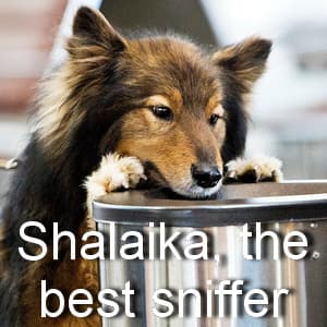 Shalaika super sniffer dog banner