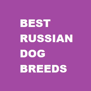 Russian Dog Breeds banner