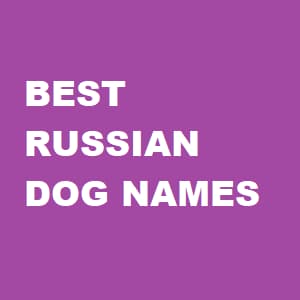 Best Russian Dog Names banner