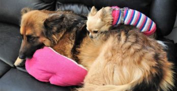 GSD and Chihuahua lying on a sofa