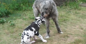 Irish Wolfhound and Great Dane puppy playing