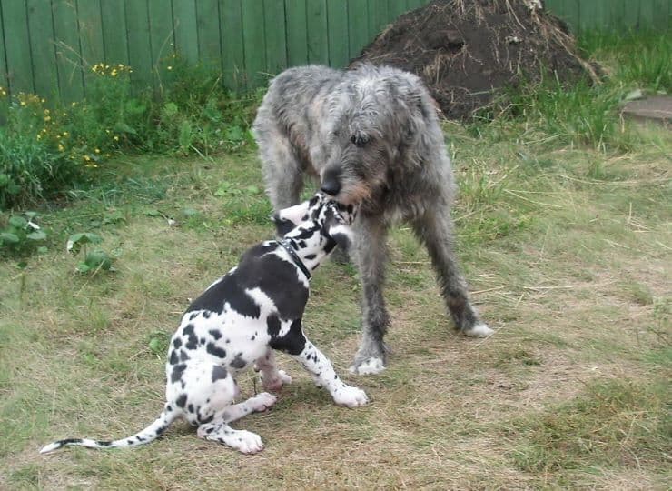 Irish Wolfhound and Great Dane puppy playing