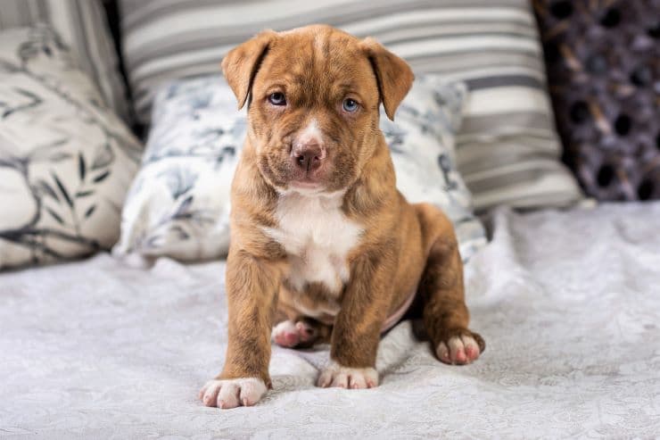 Nice brown pit bull puppy