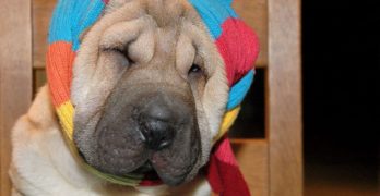 shar pei with scarf