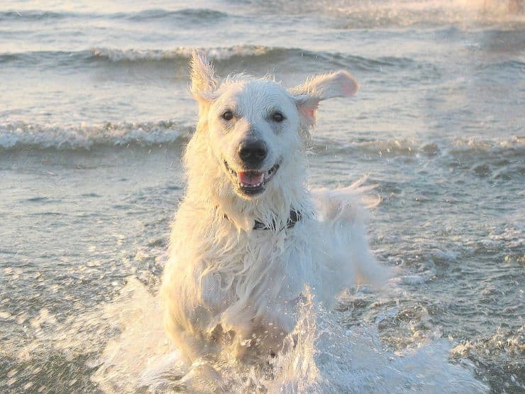 Kuvasz dog in the water