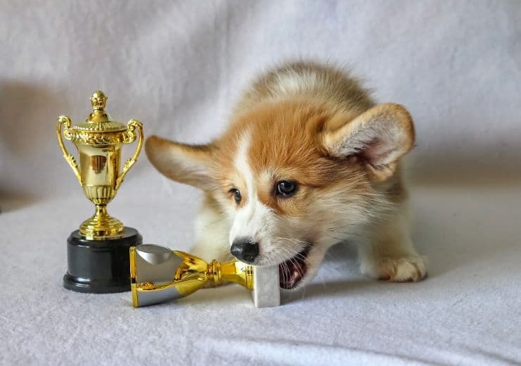 Welsh Corgi chewing a trophy cup