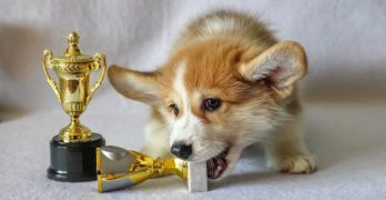 Welsh Corgi chewing a trophy cup