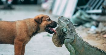dog and lizard friends