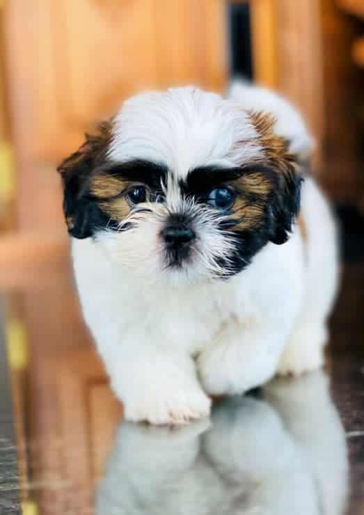 Black and white Shih Tzu puppy