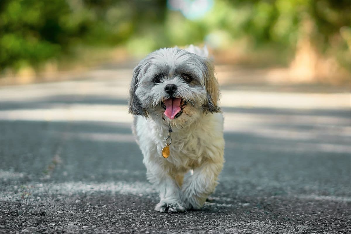 Do Shih Tzus Have An Undercoat