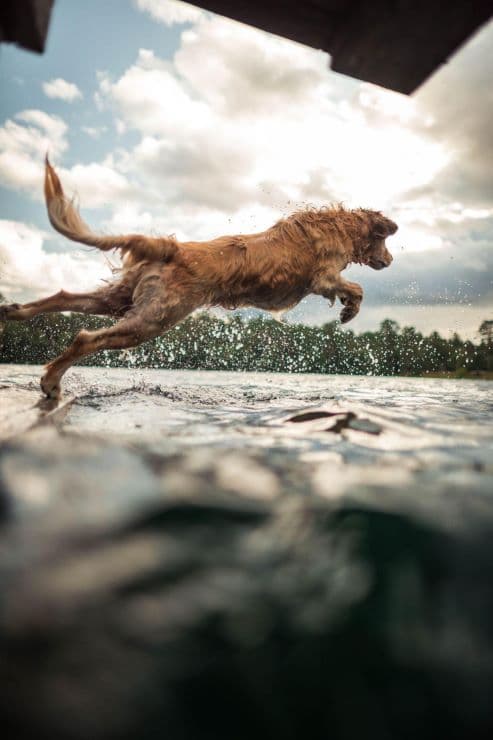 Labrador Retriever jumping into the water
