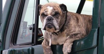 Dog in a truck cabin