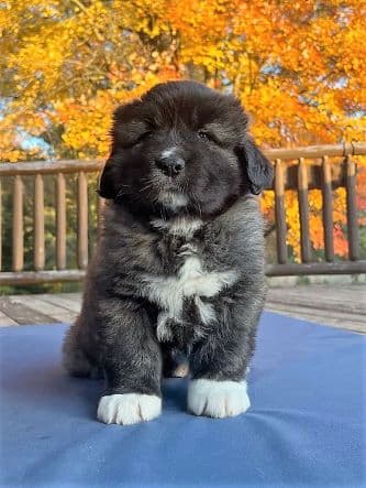 Caucasian Ovcharka puppy for sale in Michigan