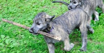 Irish Wolfhound puppies playing with sticks