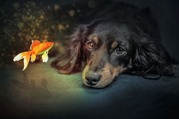 A dog watches a golden fish