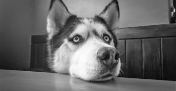 Siberian Husky head on the table with demanding eyes