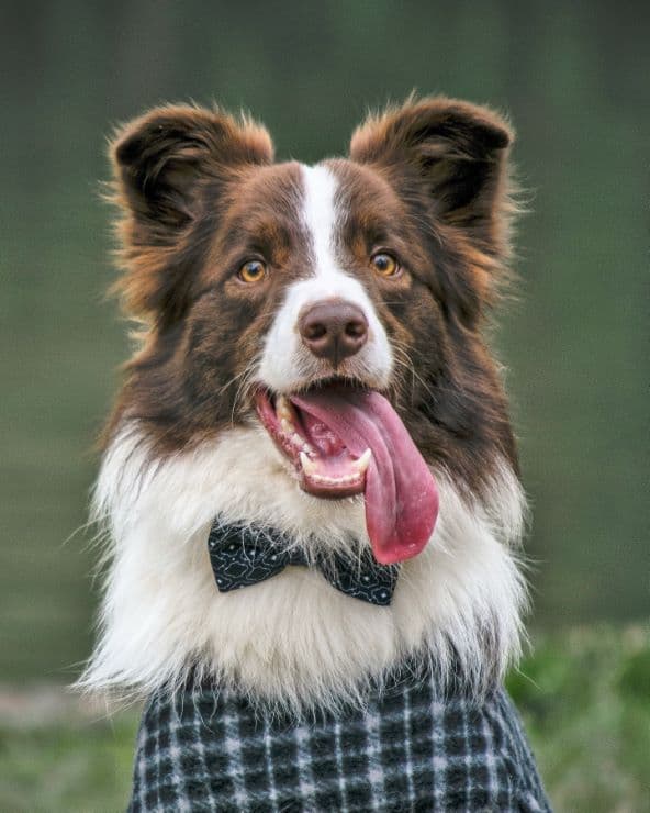 Border Collie personal touch clothing