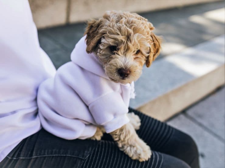 Dog and owner in custom hoodies