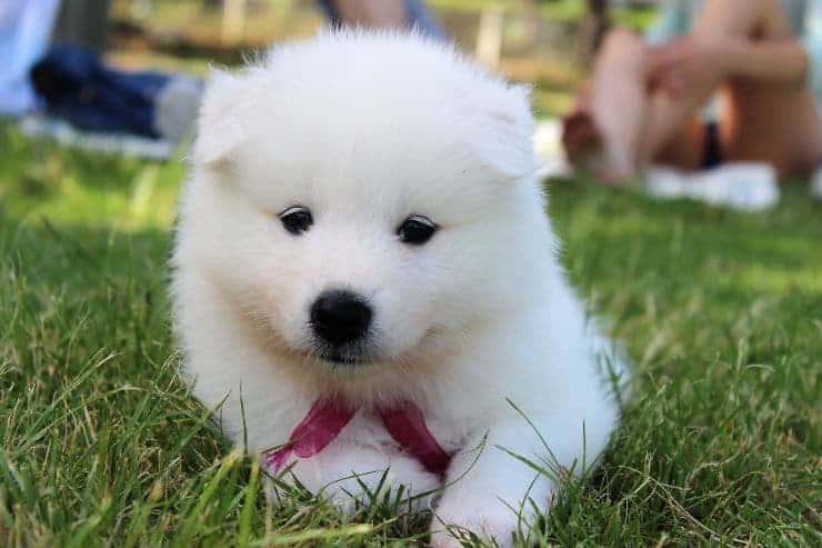 Samoyed puppy on the lawn