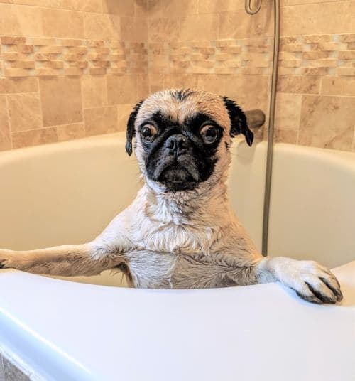 Ajax bathing the dog