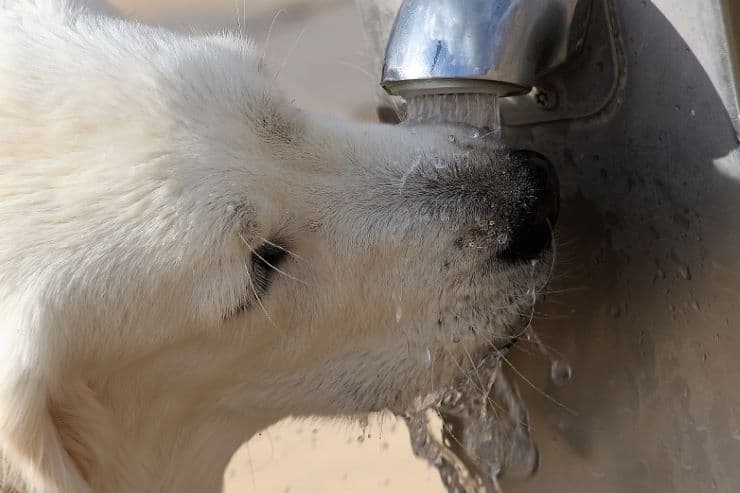 dog drinking from a tap