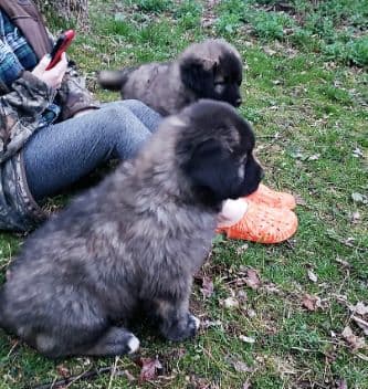 Russian Bear Dog pups for sale in Michigan