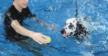 dalmatian dog with owner at the swimming pool