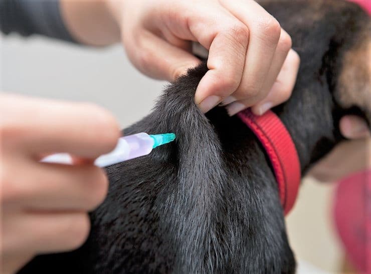 Medication in Pet Healthcare (Benefits and Considerations)