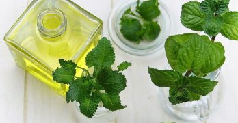 Mint leaves and oil