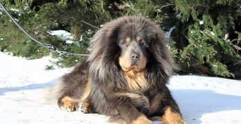Tibetan Mastiff in winter