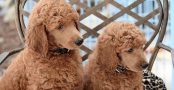 Two Poodle puppies sitting on a sofa