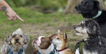 group dog training