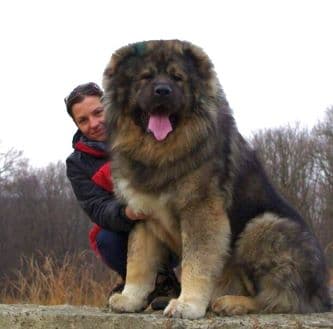 Russian Bear Dog champion with his owner