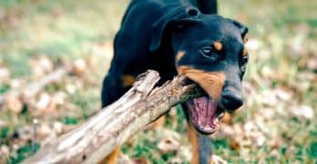 dog chewing on a log