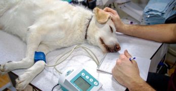 a vet measuring dog blood pressure