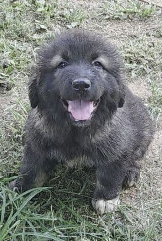 male caucasian puppy in salisbury nc