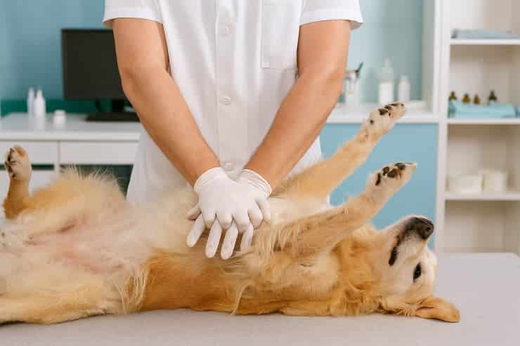 vet performs CPR on a dog