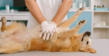 vet performs pet CPR on a dog