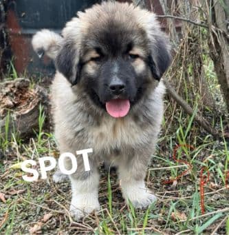 caucasian shepherd male puppy for sale in macoun canada