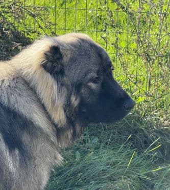 Orion — Caucasian Ovcharka for adoption