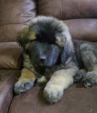 Caucasian shepherd puppy for sale in Illinois